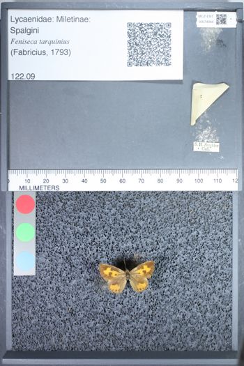 Media type: image;   Entomology 74044